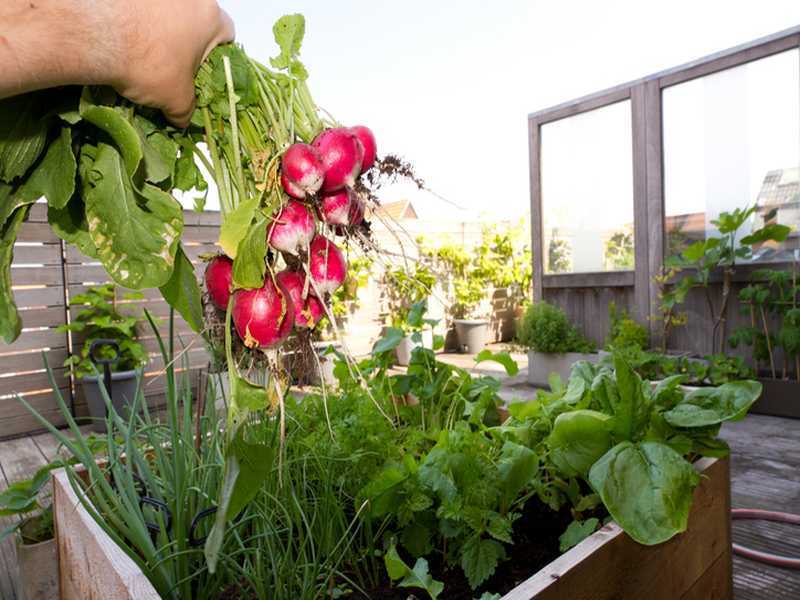 Biogarten