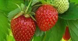 Erdbeeren