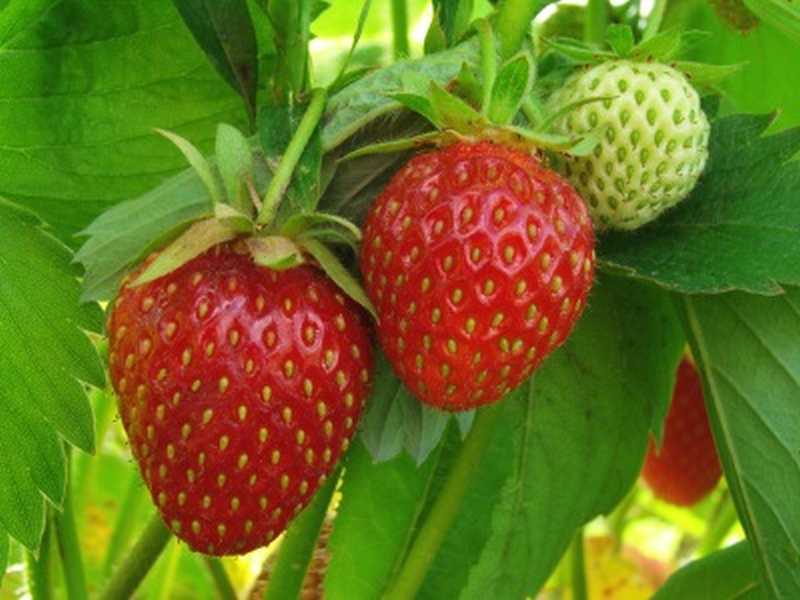 Erdbeeren 