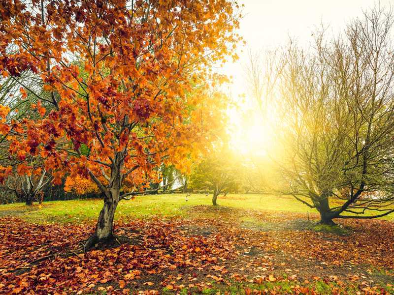 Der Garten im Herbst