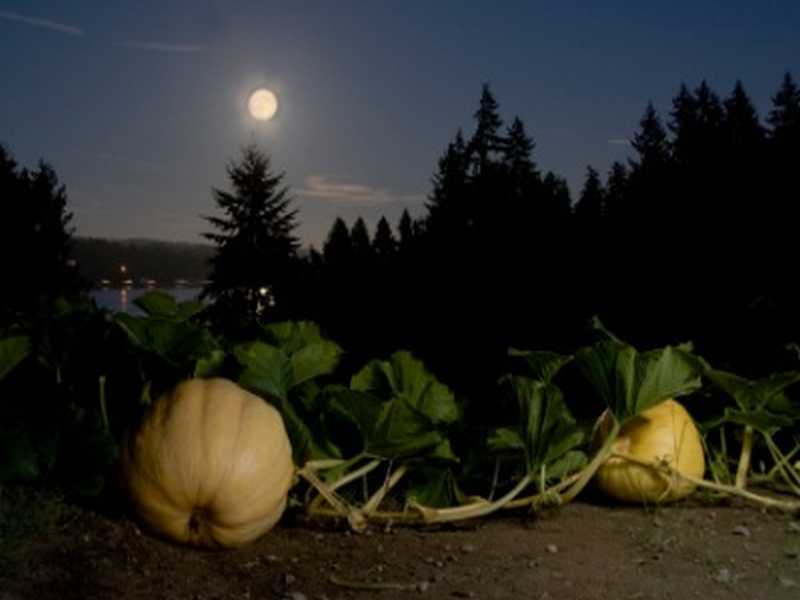 Garten Mond