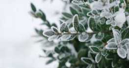 Gartenpflanzen Winter