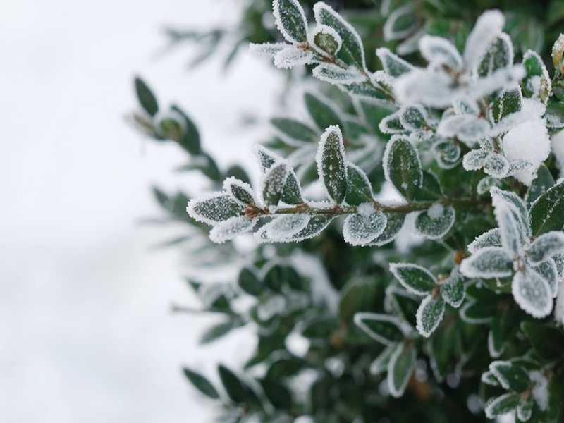 Gartenpflanzen Winter