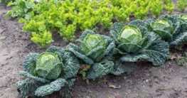 Gemüsegarten und Kräutergarten anlegen