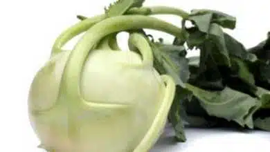 Kolrabi