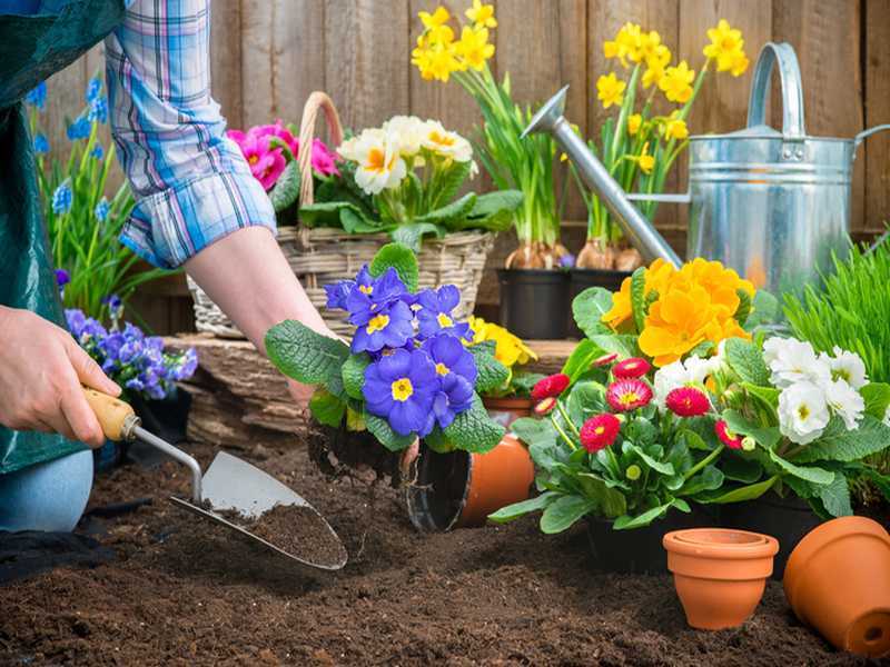 Pflege der Gartenpflanzen
