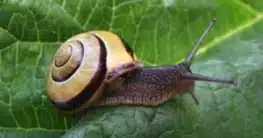 Schnecke