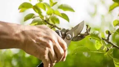 Der Schnitt von Gartenpflanzen