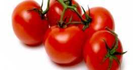 Anbau von Tomaten