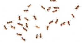 So bekämpfen Sie Ameisen und bauen eine Ameisenfalle