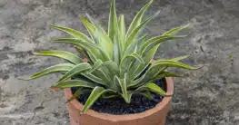 Agave