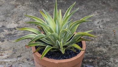 Agave