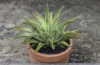 Agave