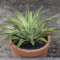 Agave
