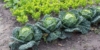 Gemüsegarten