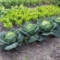 Gemüsegarten