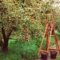Obstgarten