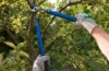 Baum schneiden