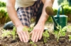 Gartenpflanzen