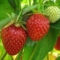 Erdbeeren